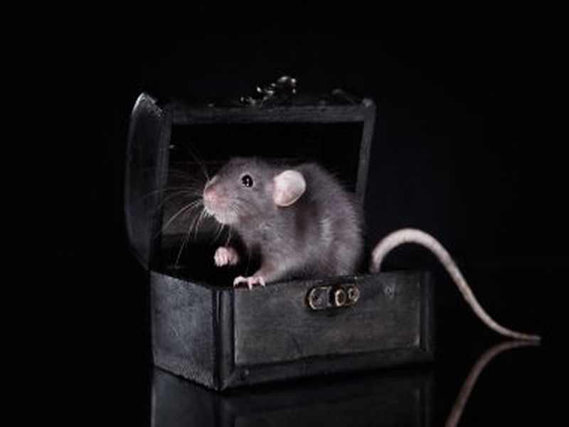 Pest Control Innovations for Rat Eradication